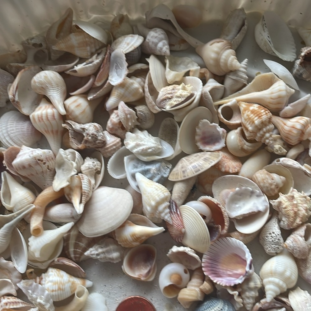 Shells - Picture 2 of 5